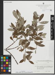 Foto von Salix alba subsp. micans (Andersson) Rech. f.